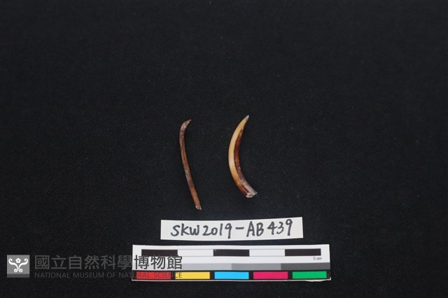 獸骨藏品圖，第1張
