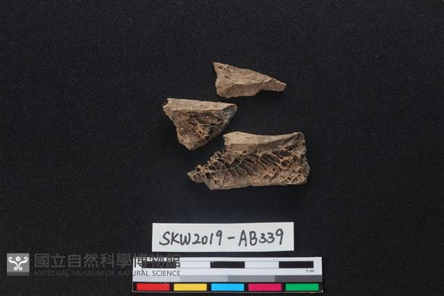 獸骨藏品圖，第1張