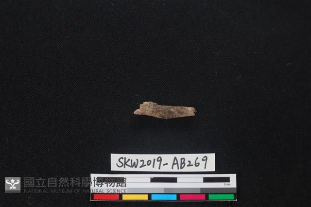 獸骨藏品圖，第1張