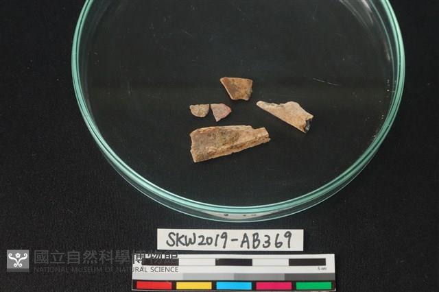 獸骨藏品圖，第1張