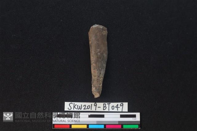 骨尖器殘件藏品圖，第1張