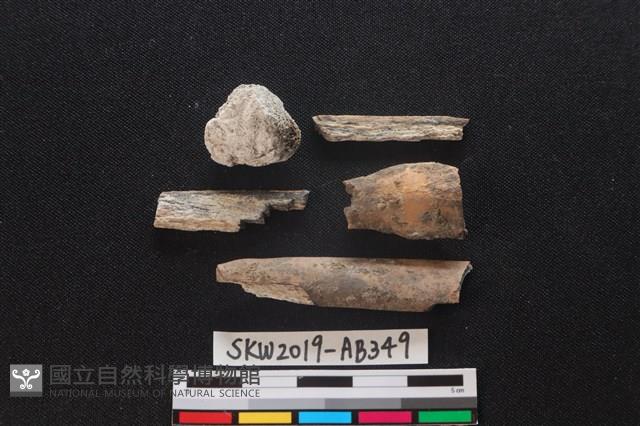 獸骨藏品圖，第1張