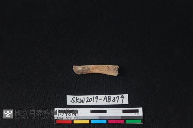 獸骨藏品圖，第1張