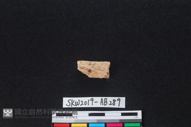 獸骨藏品圖，第1張