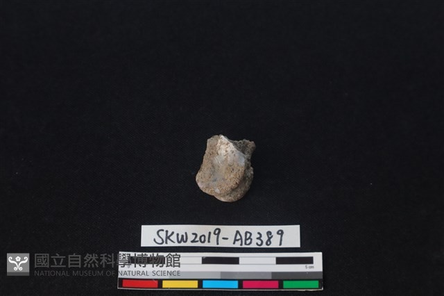 獸骨藏品圖，第1張