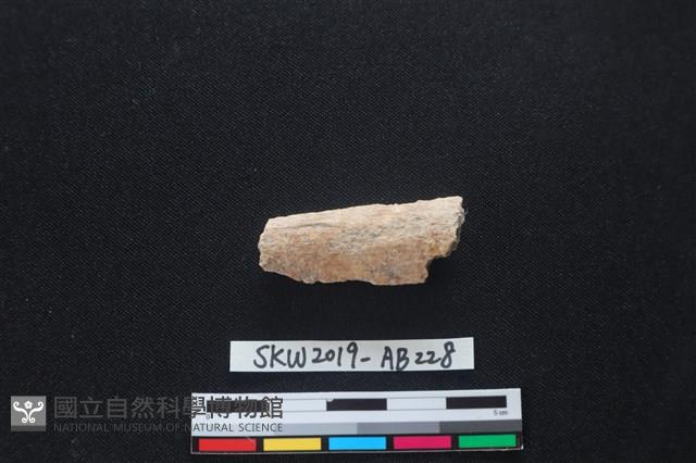 獸骨藏品圖，第1張