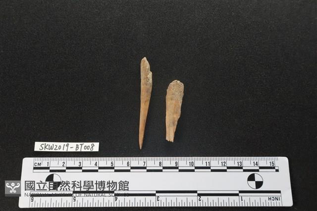 骨尖器藏品圖，第1張