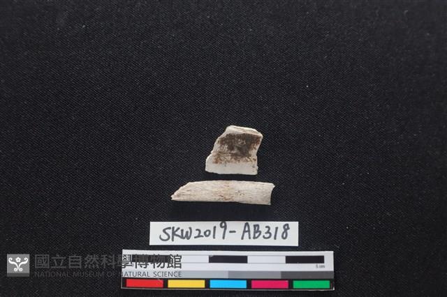 獸骨藏品圖，第1張