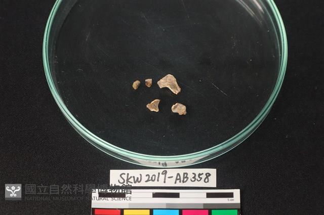 獸骨藏品圖，第1張