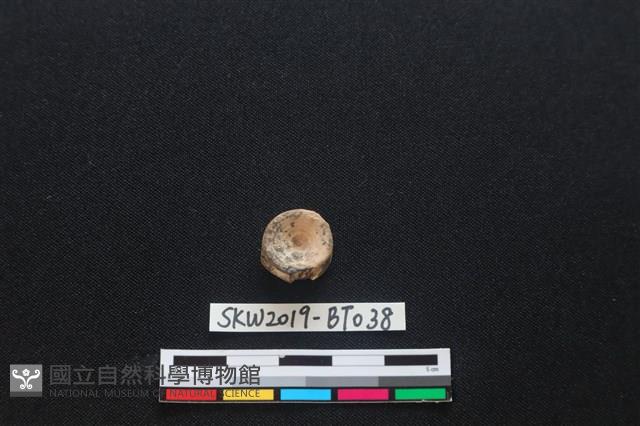 魚骨珠藏品圖，第1張