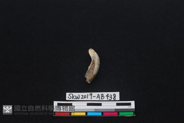 獸骨藏品圖，第1張