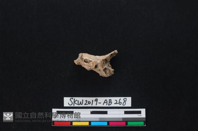 獸骨藏品圖，第1張