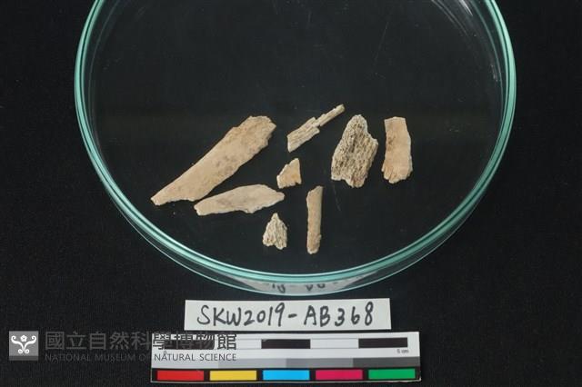 獸骨藏品圖，第1張