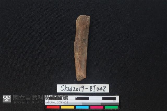 骨尖器殘件藏品圖，第1張