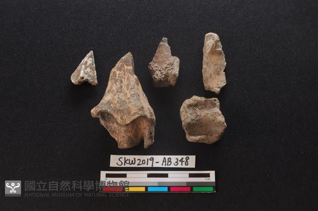 獸骨藏品圖，第1張