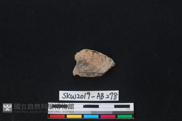 獸骨藏品圖，第1張