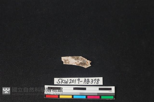 獸骨藏品圖，第1張