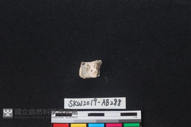獸骨藏品圖，第1張