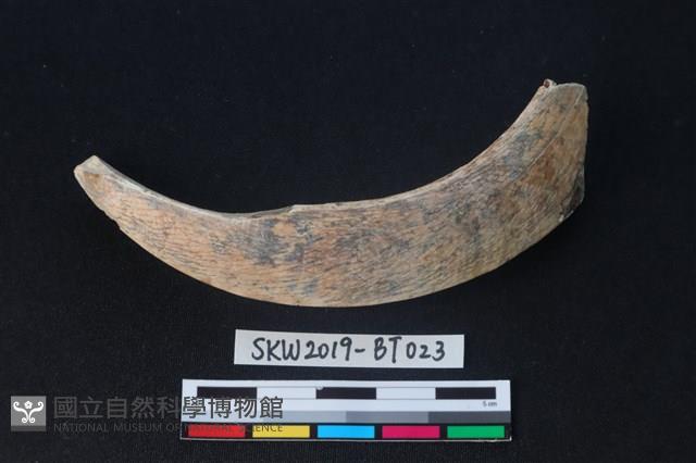 牙飾藏品圖，第1張