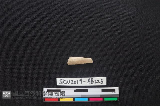 獸骨藏品圖，第1張