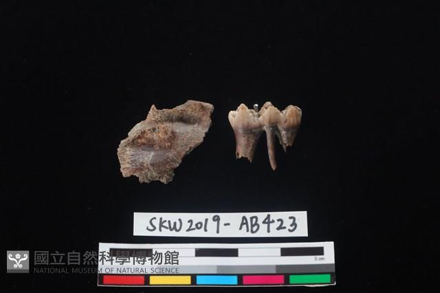 獸骨藏品圖，第1張