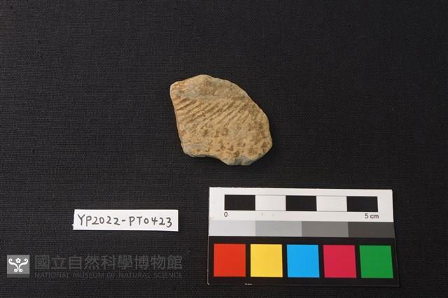 陶片藏品圖，第1張