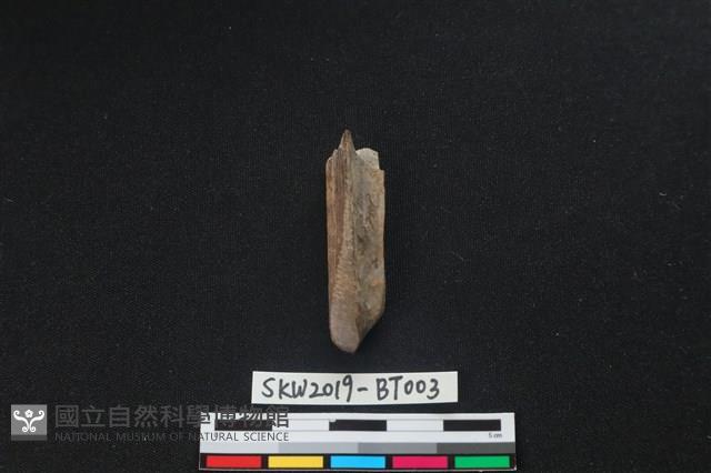 骨鑿藏品圖，第1張