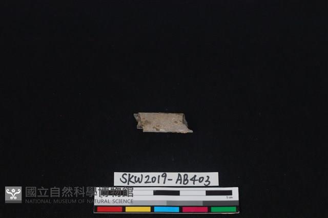 獸骨藏品圖，第1張