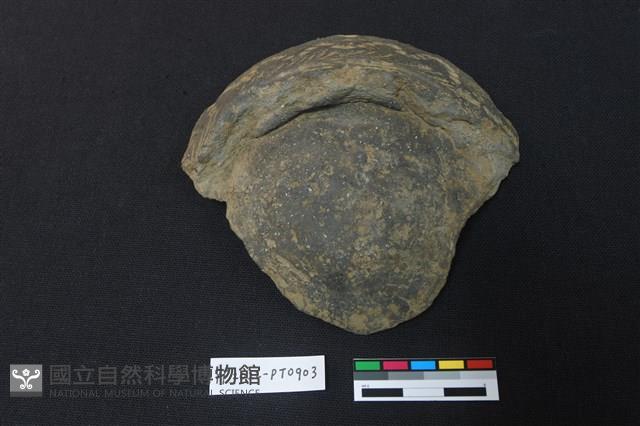 陶片藏品圖，第1張