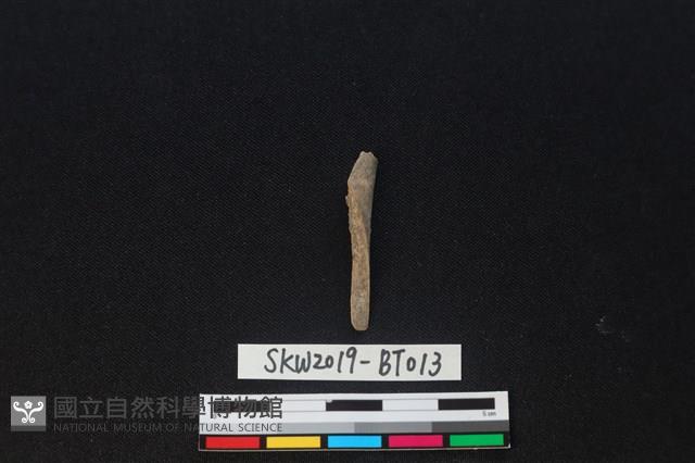 骨尖器藏品圖，第1張