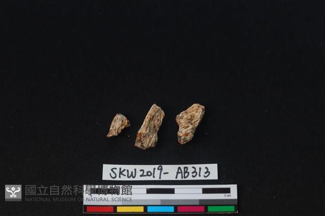 獸骨藏品圖，第1張