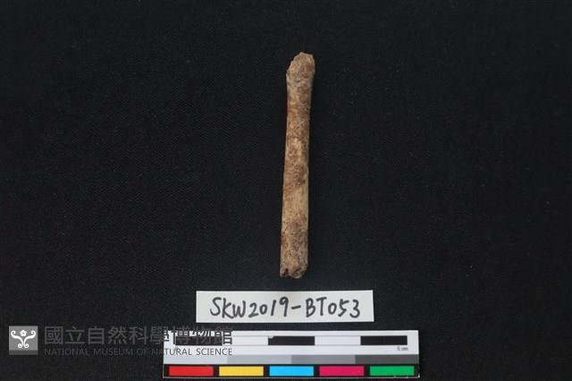 骨尖器殘件藏品圖，第1張