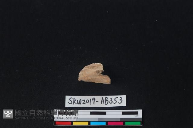 獸骨藏品圖，第1張