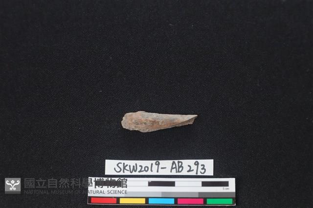 獸骨藏品圖，第1張