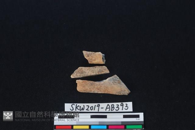 獸骨藏品圖，第1張