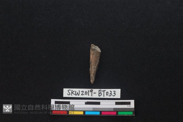 骨尖器藏品圖，第1張