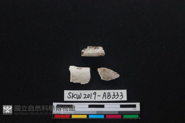 獸骨藏品圖，第1張
