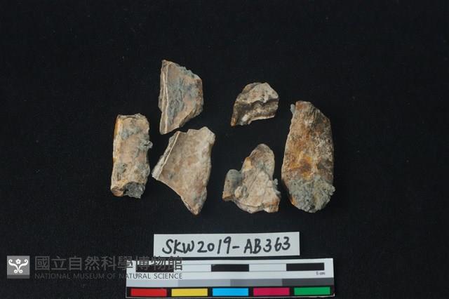 獸骨藏品圖，第1張