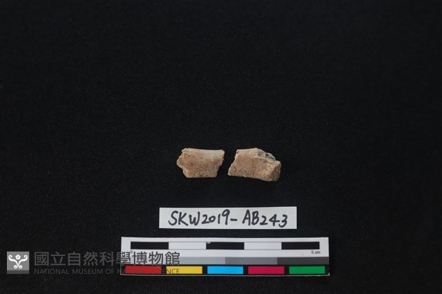 獸骨藏品圖，第1張