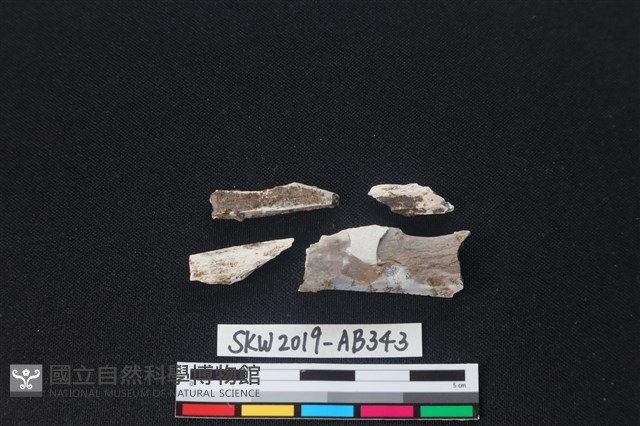 獸骨藏品圖，第1張