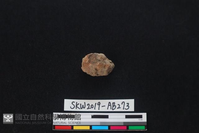 獸骨藏品圖，第1張