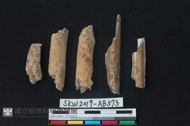 獸骨藏品圖，第1張