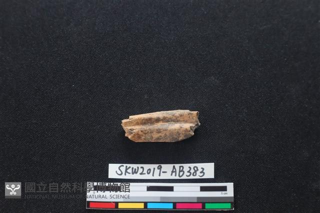 獸骨藏品圖，第1張