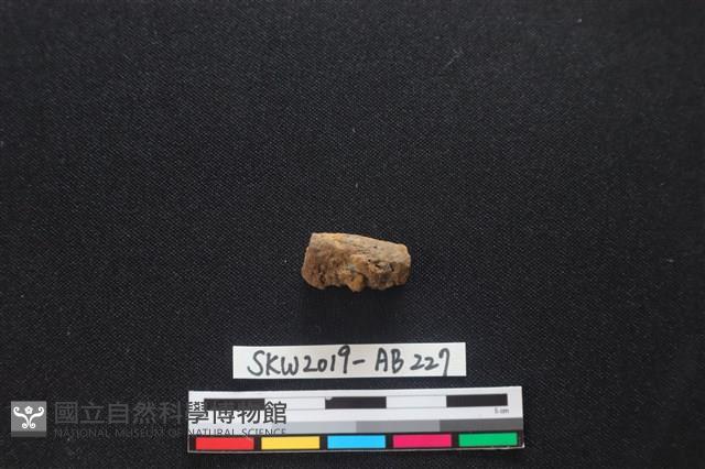 獸骨藏品圖，第1張