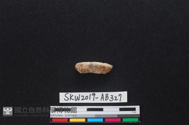 獸骨藏品圖，第1張