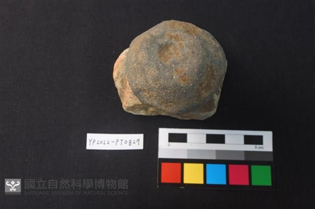 陶鈕藏品圖，第1張