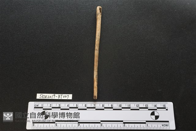 骨尖器藏品圖，第1張