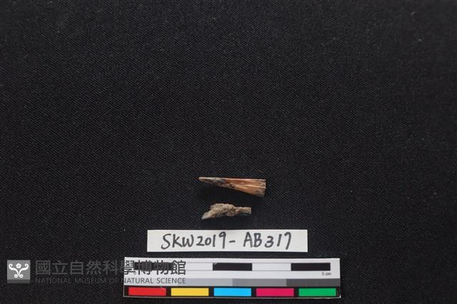 獸骨藏品圖，第1張