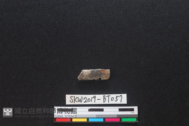 磨製骨器藏品圖，第1張