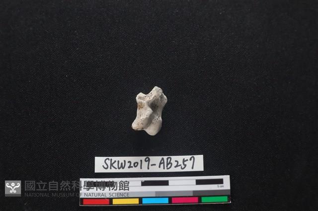 獸骨藏品圖，第1張